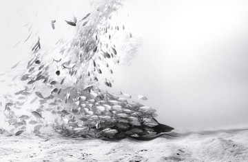 عکس | هم‌زیستی شاه‌گیش و گاوکوسه در عکس روز نشنال جئوگرافیک