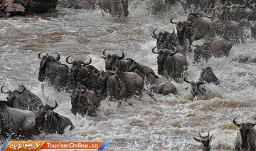 مهاجرت حیوانات در آفریقا