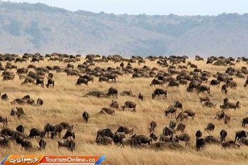 مهاجرت حیوانات در آفریقا