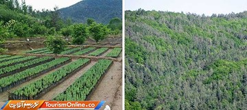 در پاکستان یک میلیارد درخت کاشته شده و قرار است تا 5 سال آینده به 10 میلیارد برسد