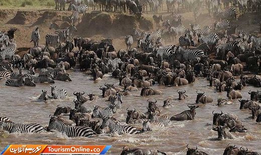 مهاجرت حیوانات در آفریقا