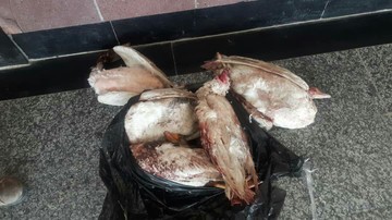 عکس | کشف پرنده‌های قاچاق در مرز شلمچه