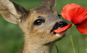 کشف محموله قاچاق آهو در لرستان