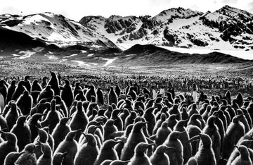 عکس | رژه پنگوئن‌ها در عکس روز نشنال جئوگرافیک