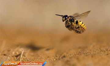 برترین عکس های رقابت انتخاب عکاس برتر فضای باز