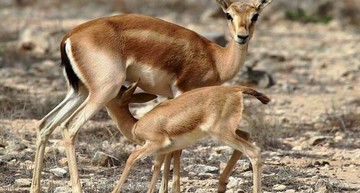 تصویری زیبا از حیات وحش کیش