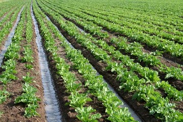 برداشت بیش از ۲ میلیون تن چغندر قند در آذربایجان‌غربی/ پرداخت ۸۰ درصدی مطالبات چغندرکاران