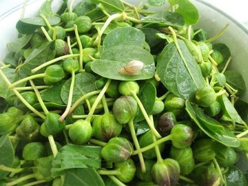خواص ضدسرطانی گیاه «کَوَر»