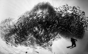 عکس | ازدحام ماهی‌ها در کنار غواص در عکس روز نشنال جئوگرافیک