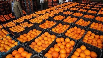 ممنوعیت صادرات سیب و پرتقال تا ۱۵ فروردین 
