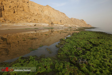 سبزی بهار در ساحل پارسیان