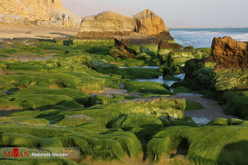 سبزی بهار در ساحل پارسیان