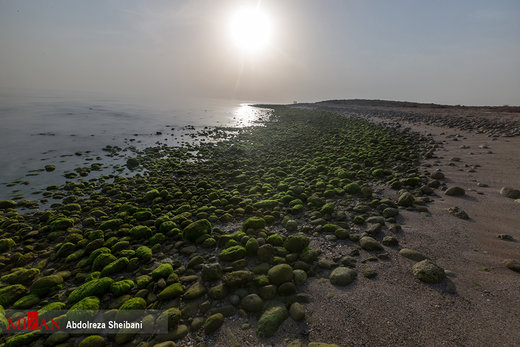 سبزی بهار در ساحل پارسیان