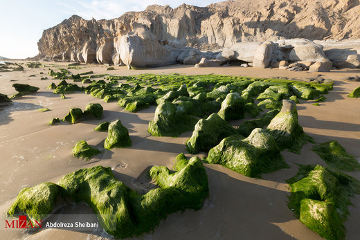سبزی بهار در ساحل پارسیان