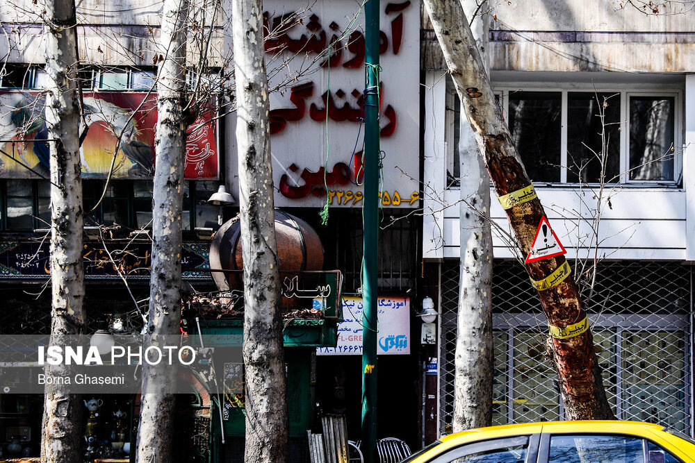- ماجرای ثبت میراثی درختان ارزشمند تهران چیست؟