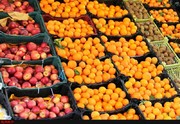 ذخیره‌سازی  ۲۶۰۰ تن میوه شب عید در آذربایجان‌غربی