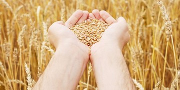 تحقیق الإکتفاء الذاتي في إنتاج القمح للسنة الثالثة علی التوالي
