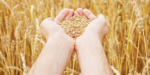 تحقیق الإکتفاء الذاتي في إنتاج القمح للسنة الثالثة علی التوالي تحقیق الإکتفاء الذاتي في إنتاج القمح للسنة الثالثة علی التوالي