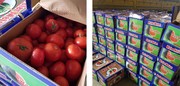 عکس | توقیف ۱۷ تن گوجه‌فرنگی قاچاق در گمرک بانه!