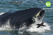 فیلم | لحظه بلعیدن غواص توسط نهنگ!