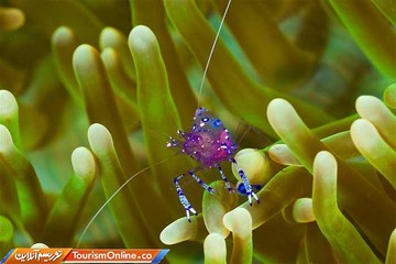 جزایر راجه آمپات