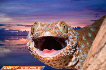 جزایر راجه آمپات