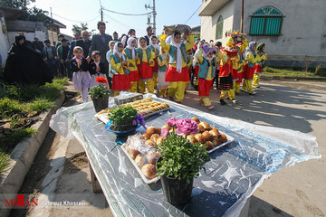 جشن شالیزار در مازندران