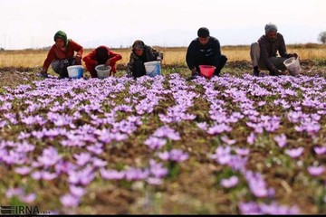 کسب رتبه نخست جهادکشاورزی خرم‌آباد در جذب اعتبارات پایدار روستایی و عشایری 