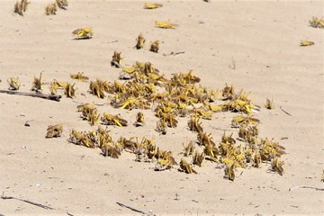 مبارزه با ملخ صحرایی در اراضی جنوب سیستان و بلوچستان