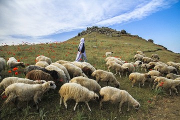 افزایش ۲۰ درصدی تولیدات دامی در بخش کشاورزی آذربایجان شرقی