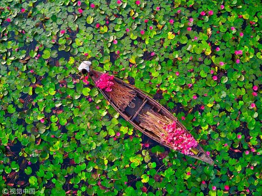 برداشت نیلوفر آبی در بنگلادش