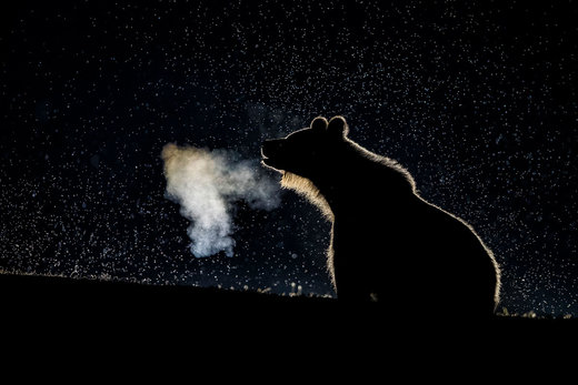 توله خرس در شب مه‌آلود در هارگیتا رومانی