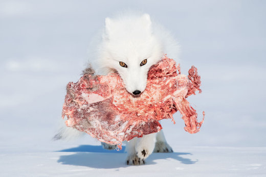روباه گرسنه در پارک ملی Wapusk کانادا