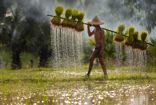 حمل جوانه‌های برنج در استان ساکون‌ناخون تایلند