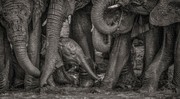 عکس | حمام گِل فیل‌ها در عکس روز نشنال جئوگرافیک