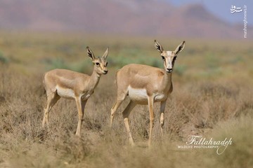 عکس | ۲ آهوی ایرانی در بهشت آهوان ایران زمین