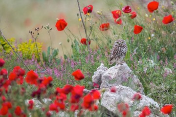 برگزاری ۱۴ جشنواره در سطح استان مازندران به مناسبت ایام نوروز 