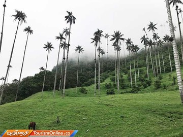 دره کوکورا کلمبیا