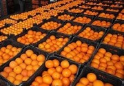 صادرات میوه تا اطلاع ثانوی ممنوع است/ صدور نئوپان آزاد شد