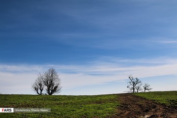 جنگل دالخانی