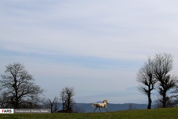 جنگل دالخانی