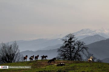 جنگل دالخانی