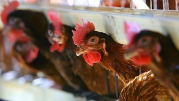 این مرغ‌ها یک روباه را شکار کردند