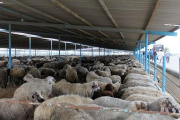 آخرین جزییات ورود ۵۰ هزار گوسفند/ ۴۰ هزار گوسفند زنده در راه ایران