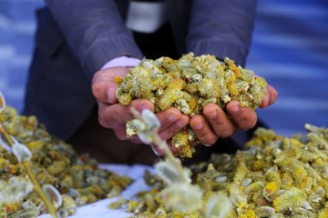 تصاویر | افتتاحیه جشنواره بیدمشک ارومیه