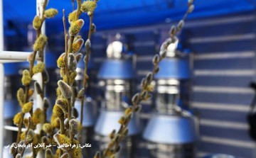 تصاویر | افتتاحیه جشنواره بیدمشک ارومیه