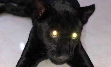 تصاویر | پلنگ سیاه آفریقایی در باغ وحش صفادشت