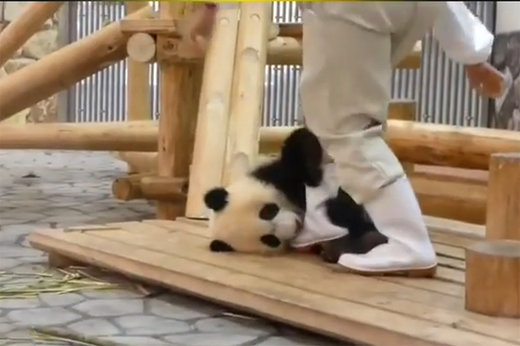فیلم | وقتی پاندا مسئولین باغ وحش را کلافه میکند
