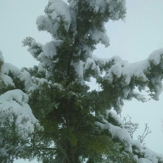 بارش برف در ارومیه