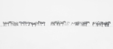 عکس | چراگاه برفی اسب‌ها در عکس روز نشنال جئوگرافیک